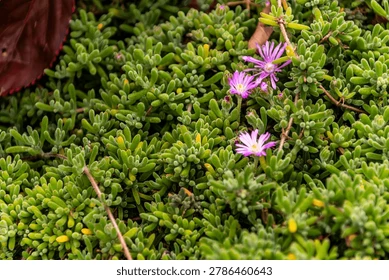 Plante pierre