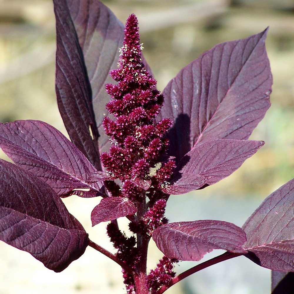 Amaranthus rouge