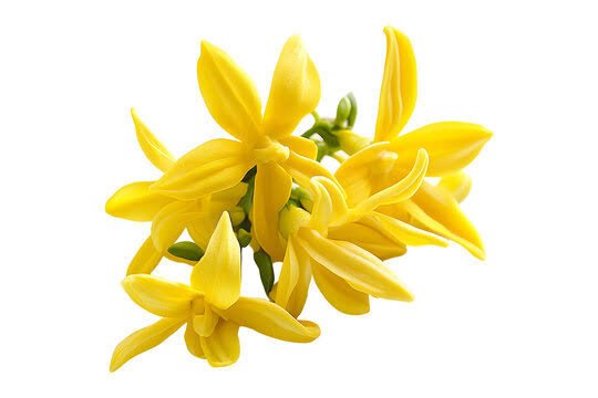 Ylang-ylang