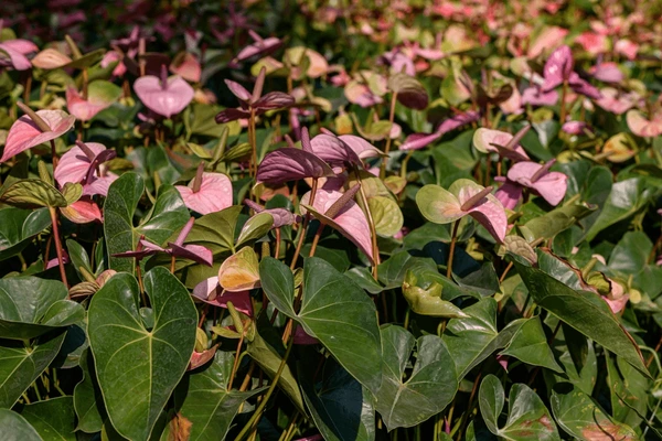 Anthurium noir