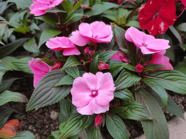 Fleur de verre