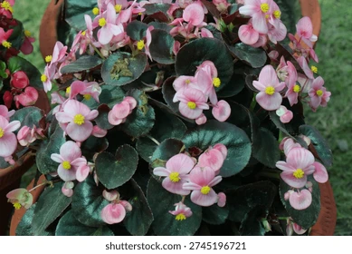 Plante miroir