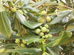 Warburgia