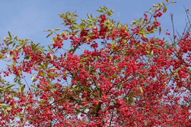 Hippocratea rouge
