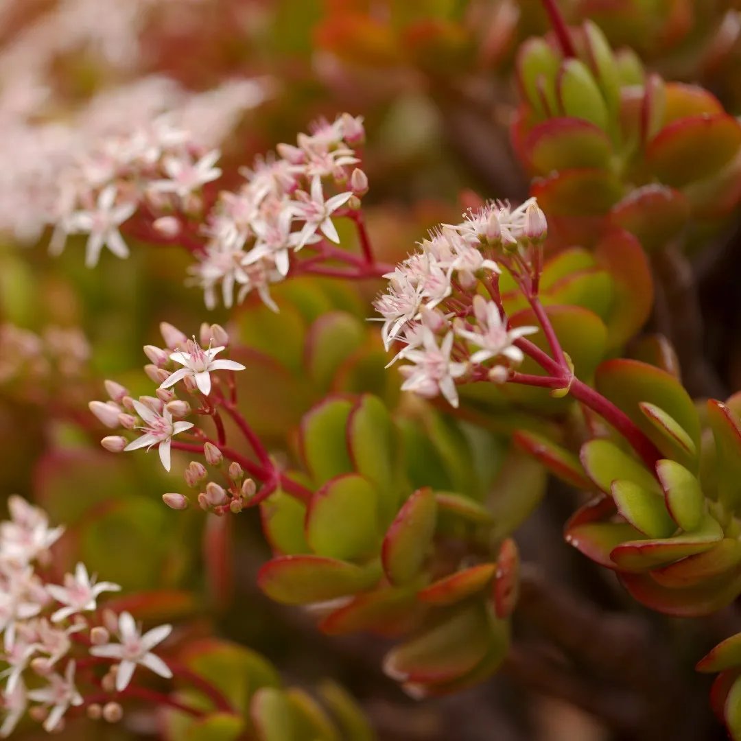 Crassula rouge