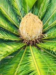 Cycas du Japon