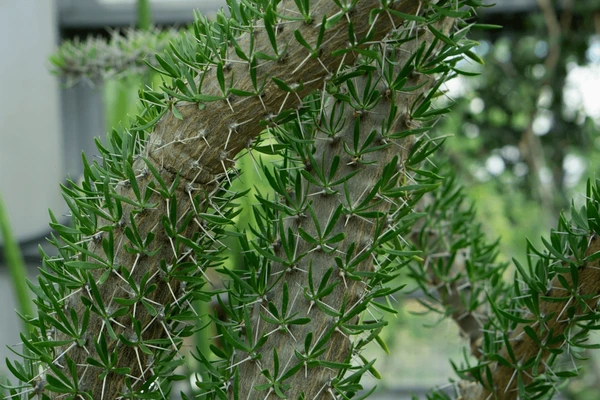 Arbre pieuvre