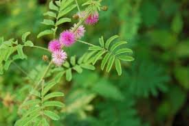 Virgilia rose