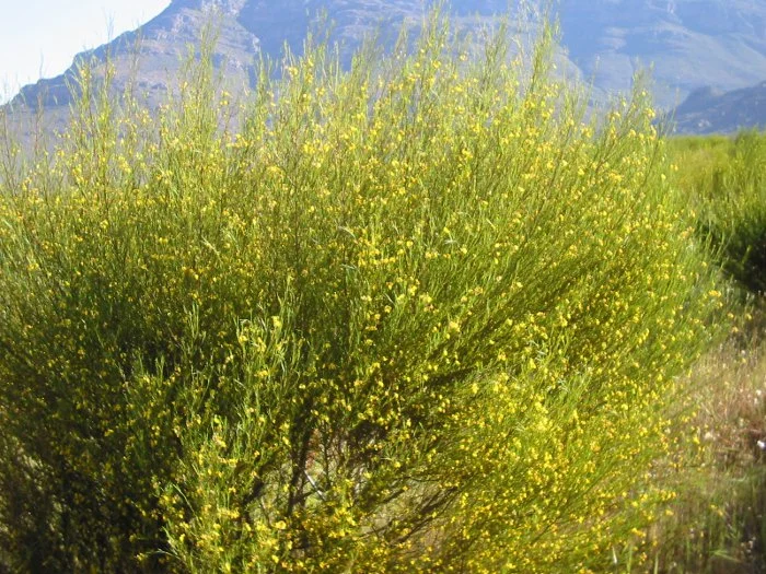 Rooibos