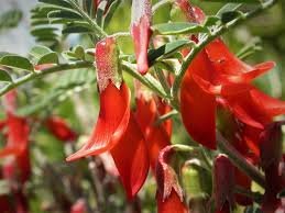 Sutherlandia