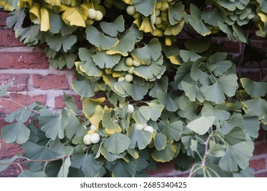 Arbre ginkgo panaché