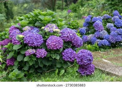 Hortensia