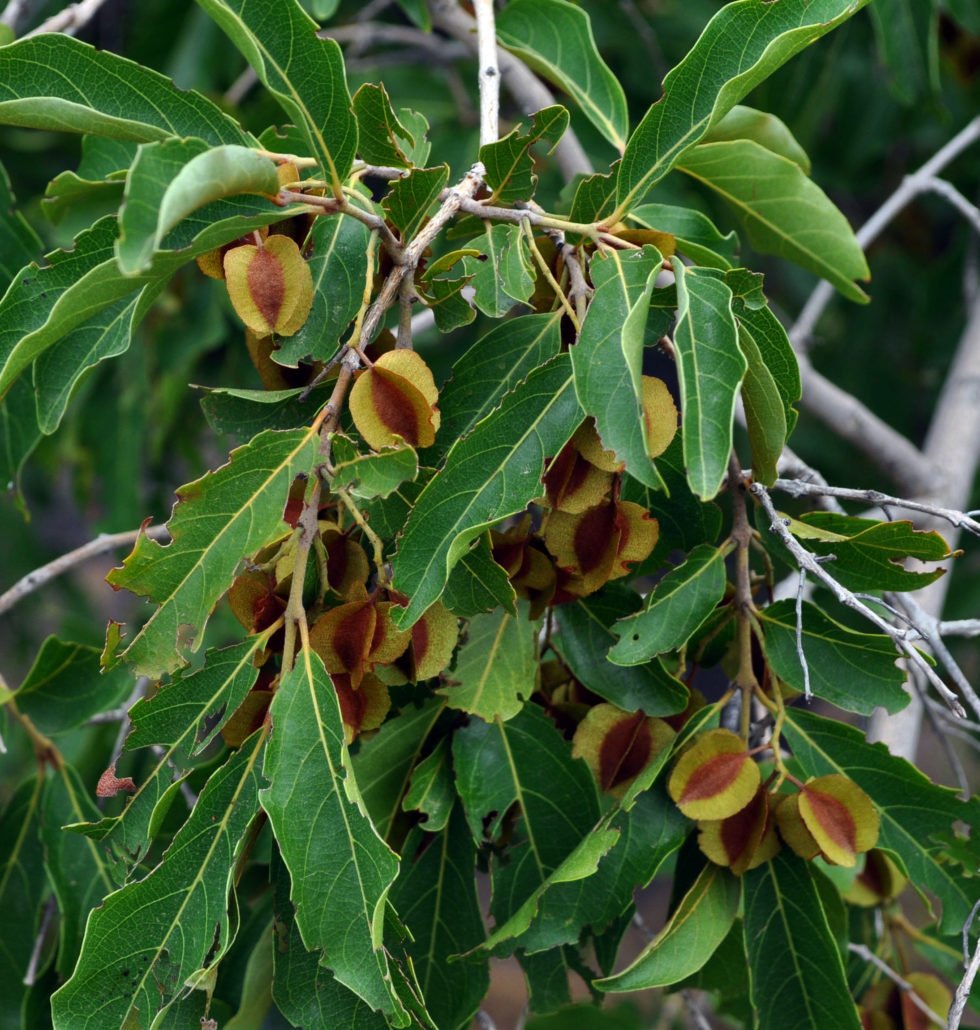 Combretum micranthum