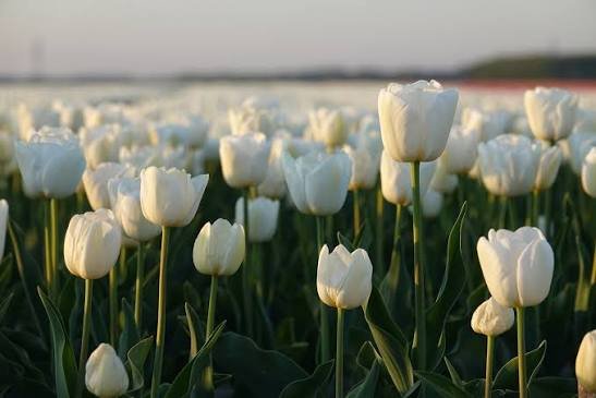 Tulipe