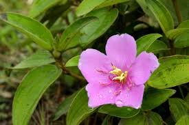 Henriettea violet