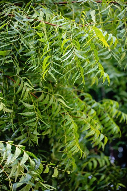 Neem