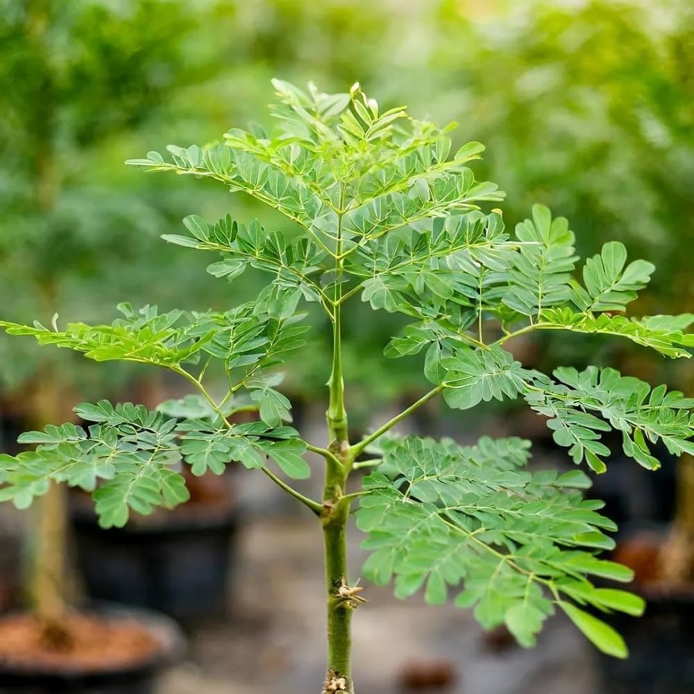 Moringa