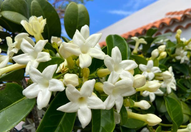 Jasmin
