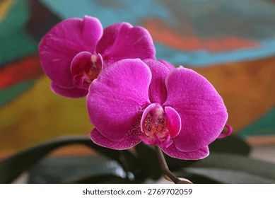 Orchidée bonnet