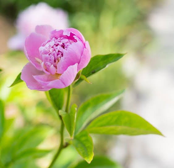 Pivoine