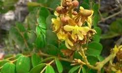 Caesalpinia — Pois gris / Noix d'acier