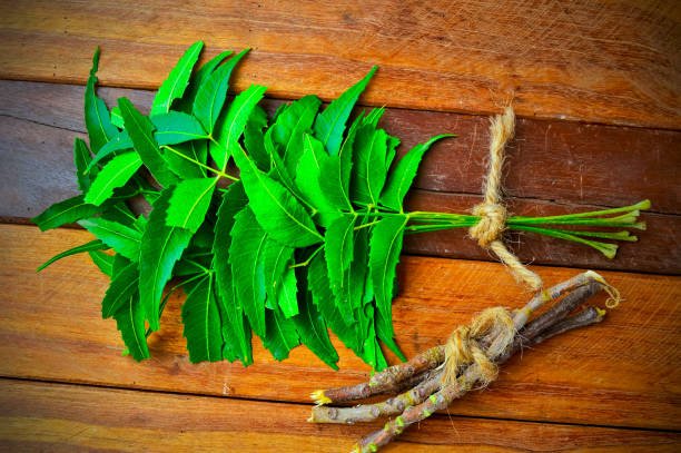 Neem - Margousier / Arbre miracle d'Afrique