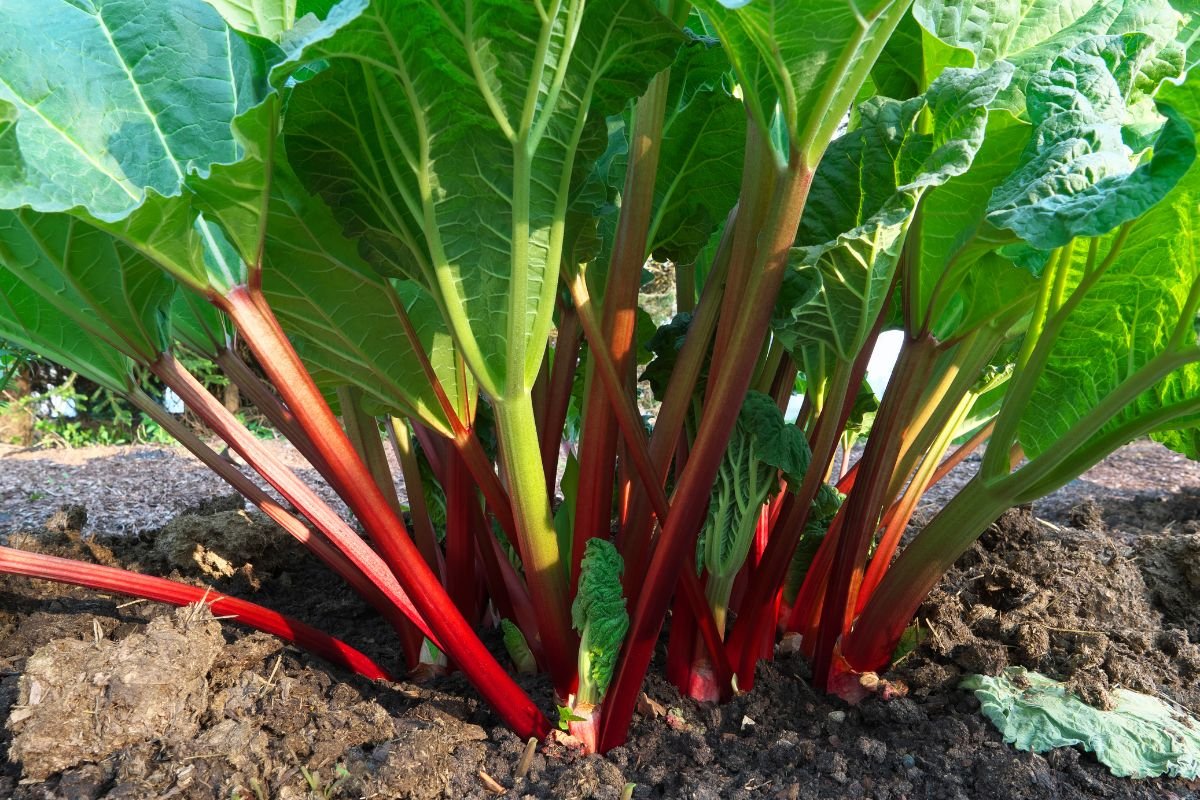 Rhubarbe
