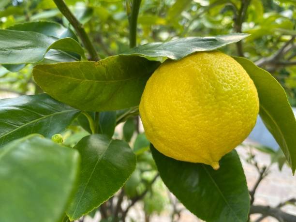 Bergamote