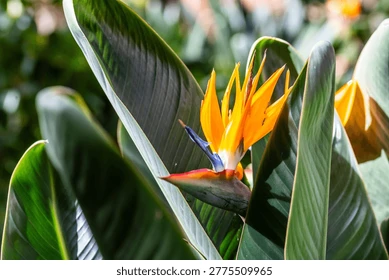 Plante éventail de Madagascar