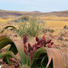 Welwitschia