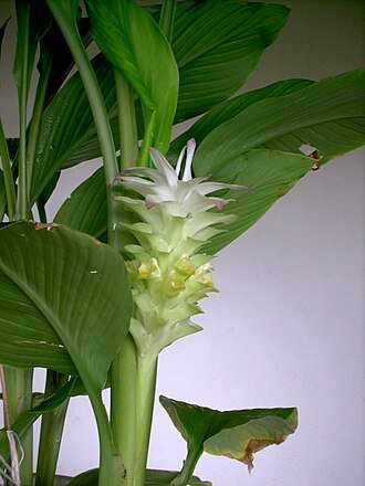 Curcuma